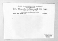 Marssonina rhabdospora image